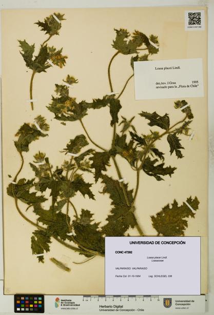 Loasa placei [Espécimen: UDEC:CONC:0047292]