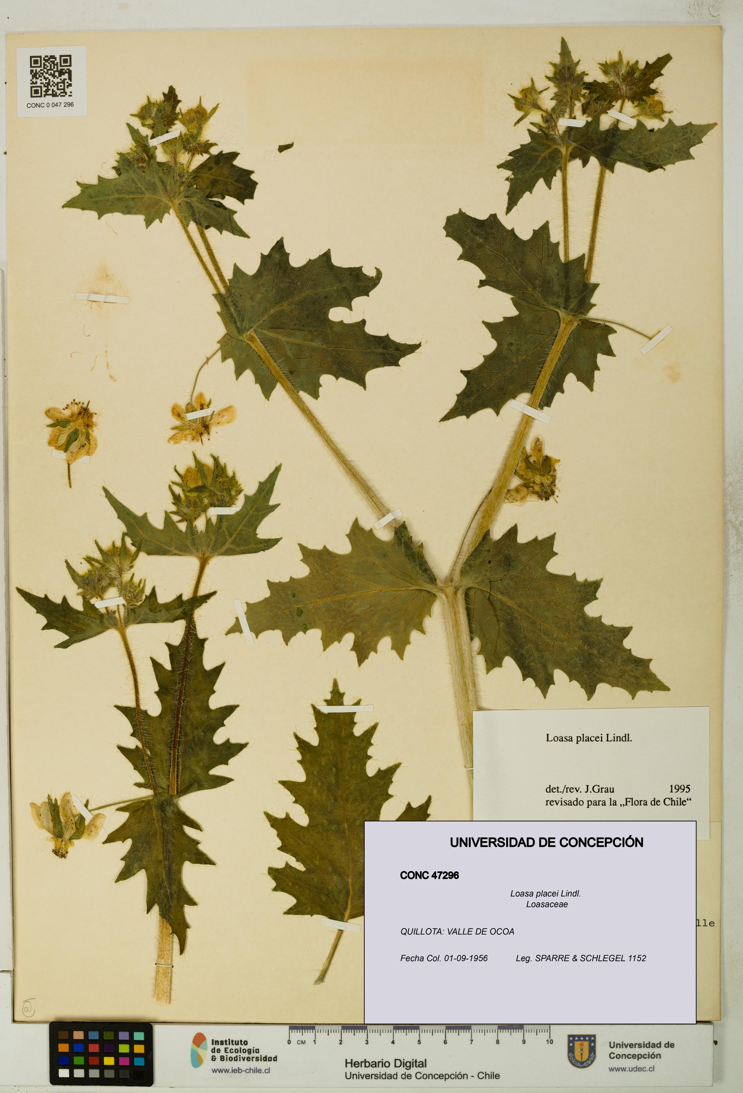 Loasa placei [Espécimen: UDEC:CONC:0047296]
