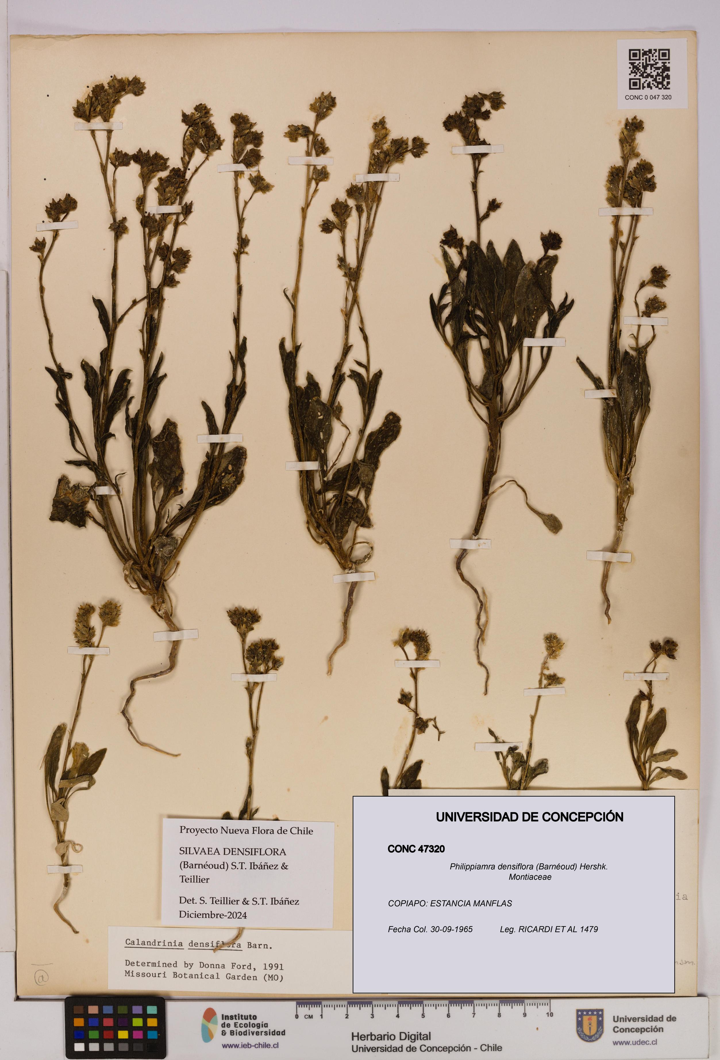 Philippiamra densiflora [Espécimen: ]
