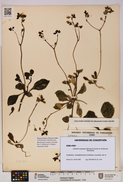 Cistanthe longiscapa [Espécimen: UDEC:CONC:0047321]