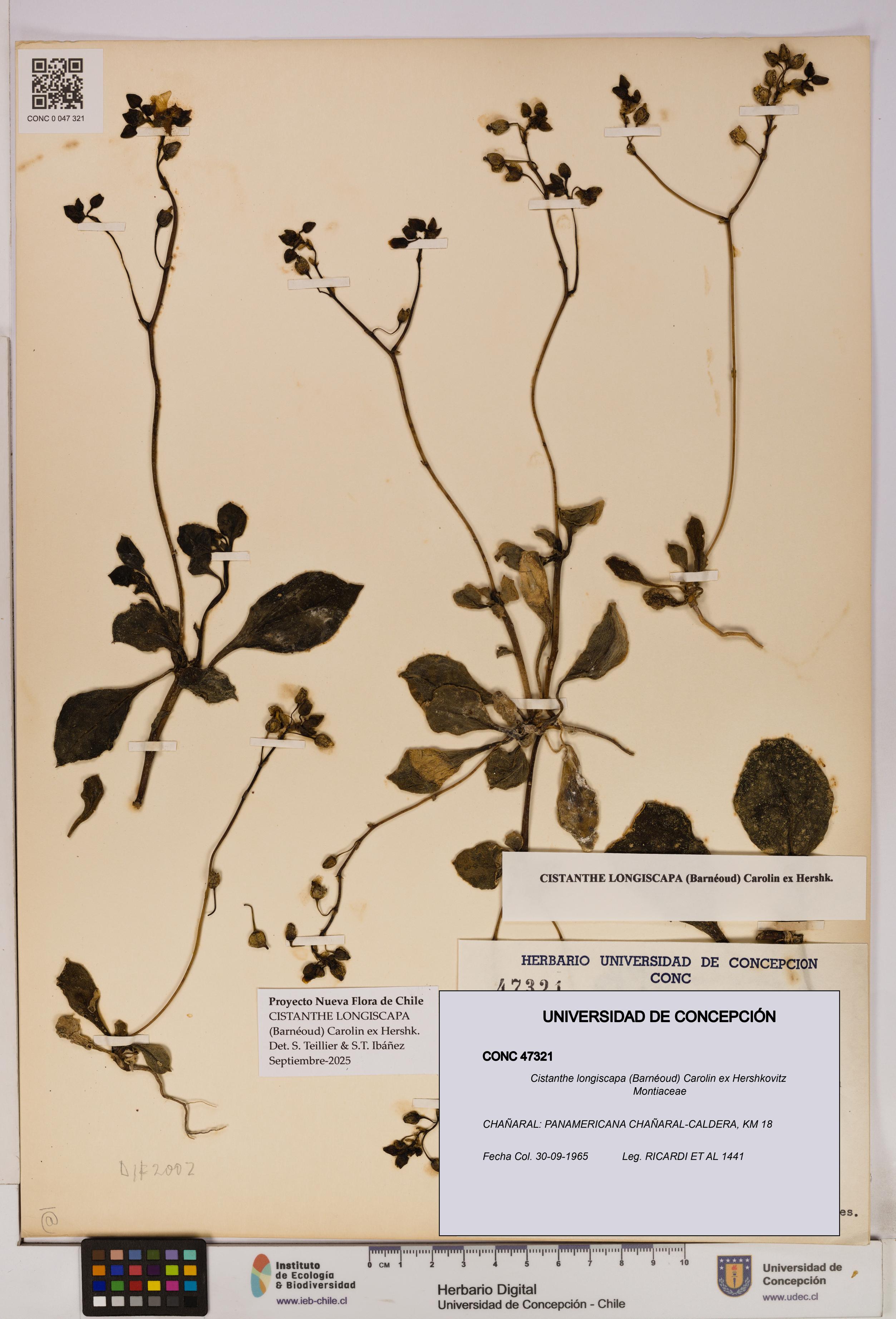 Cistanthe longiscapa [Espécimen: UDEC:CONC:0047321]