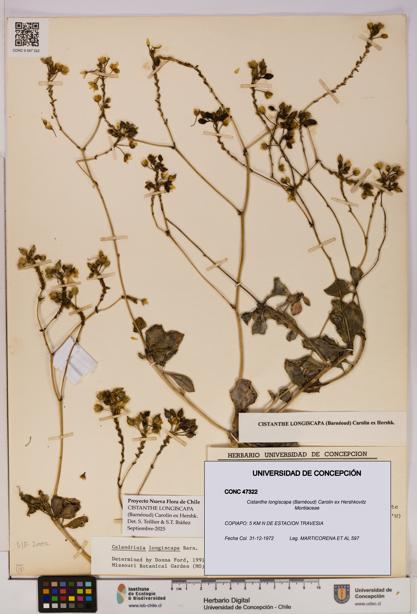 Cistanthe longiscapa [Espécimen: UDEC:CONC:0047322]