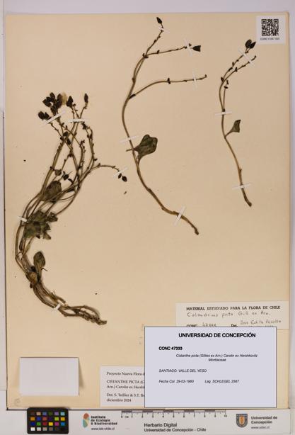 Cistanthe picta [Espécimen: UDEC:CONC:0047333]