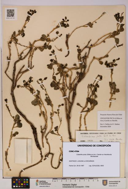 Cistanthe picta [Espécimen: UDEC:CONC:0047334]