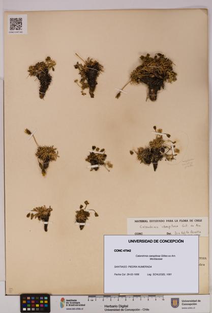 Calandrinia caespitosa [Espécimen: UDEC:CONC:0047342]