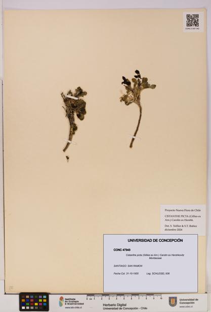 Cistanthe picta [Espécimen: UDEC:CONC:0047343]