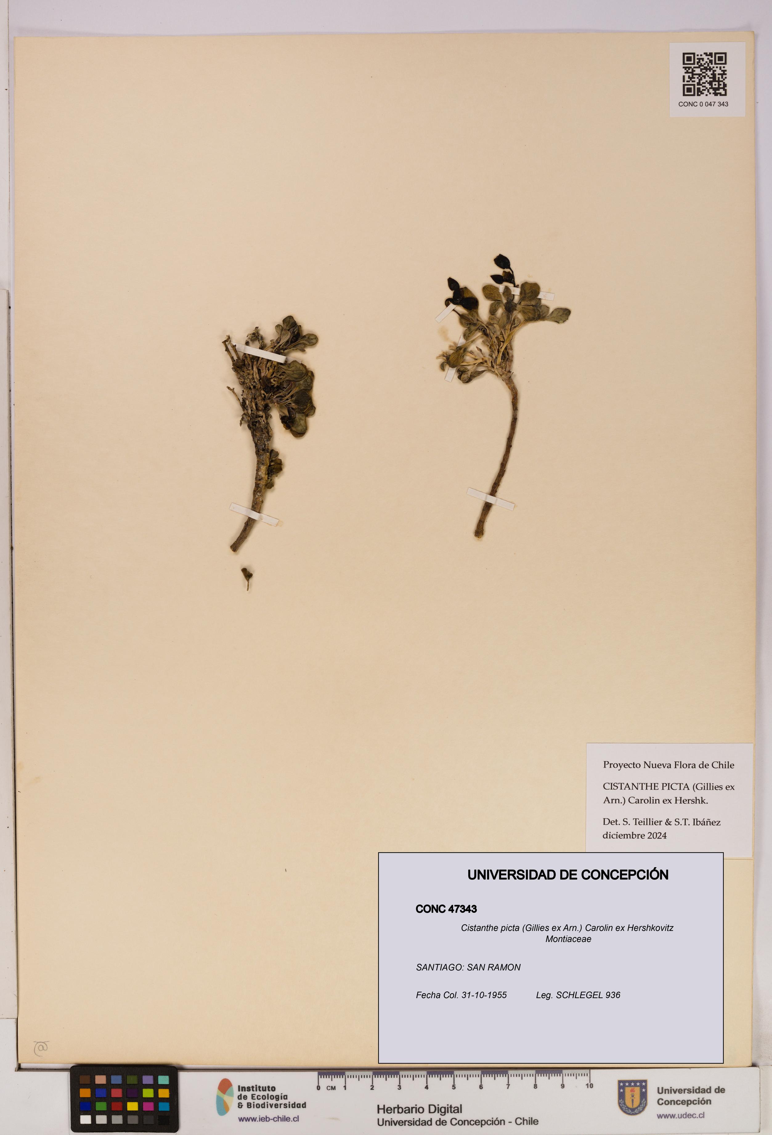 Cistanthe picta [Espécimen: UDEC:CONC:0047343]