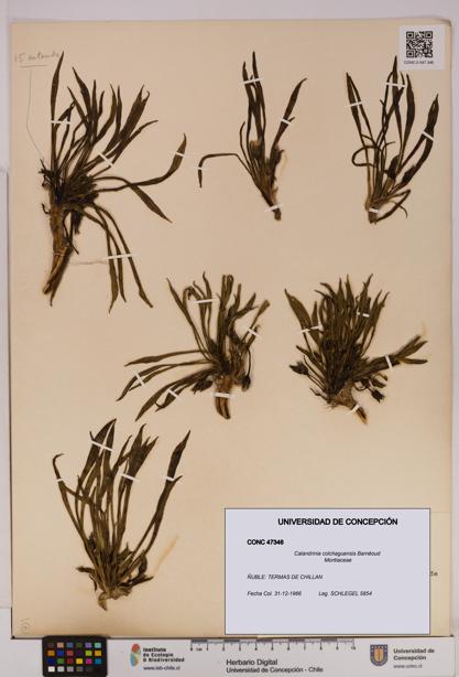 Calandrinia colchaguensis [Espécimen: UDEC:CONC:0047346]