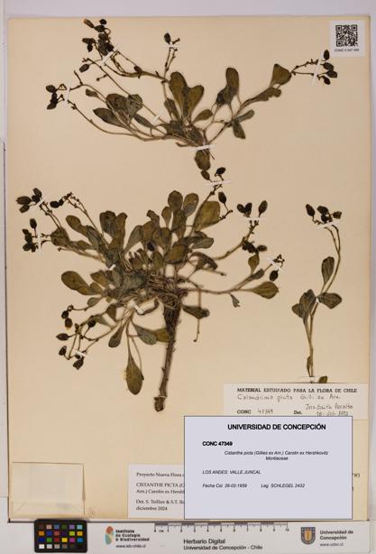 Cistanthe picta [Espécimen: UDEC:CONC:0047349]