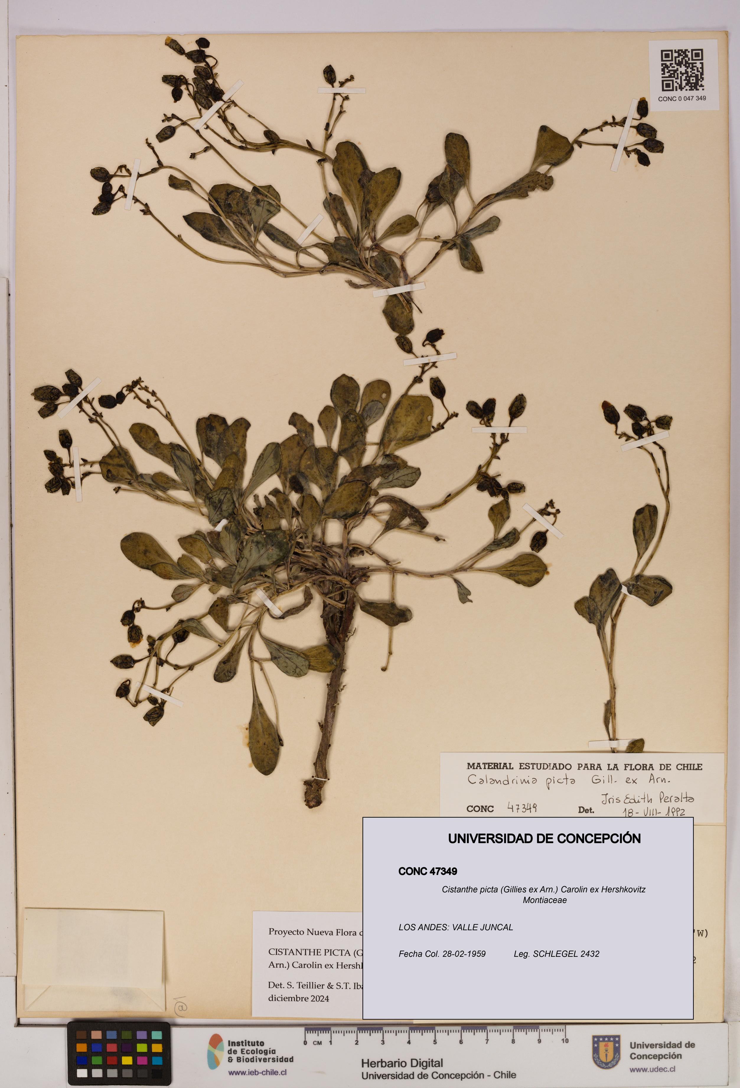 Cistanthe picta [Espécimen: UDEC:CONC:0047349]