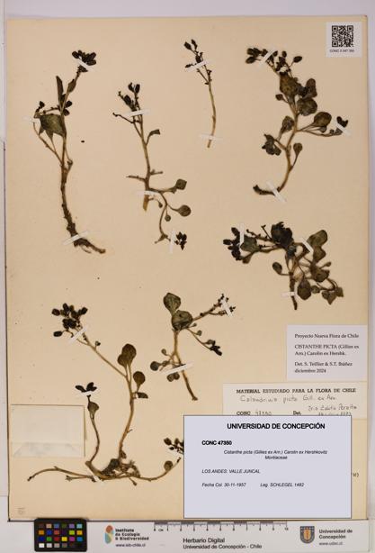 Cistanthe picta [Espécimen: UDEC:CONC:0047350]