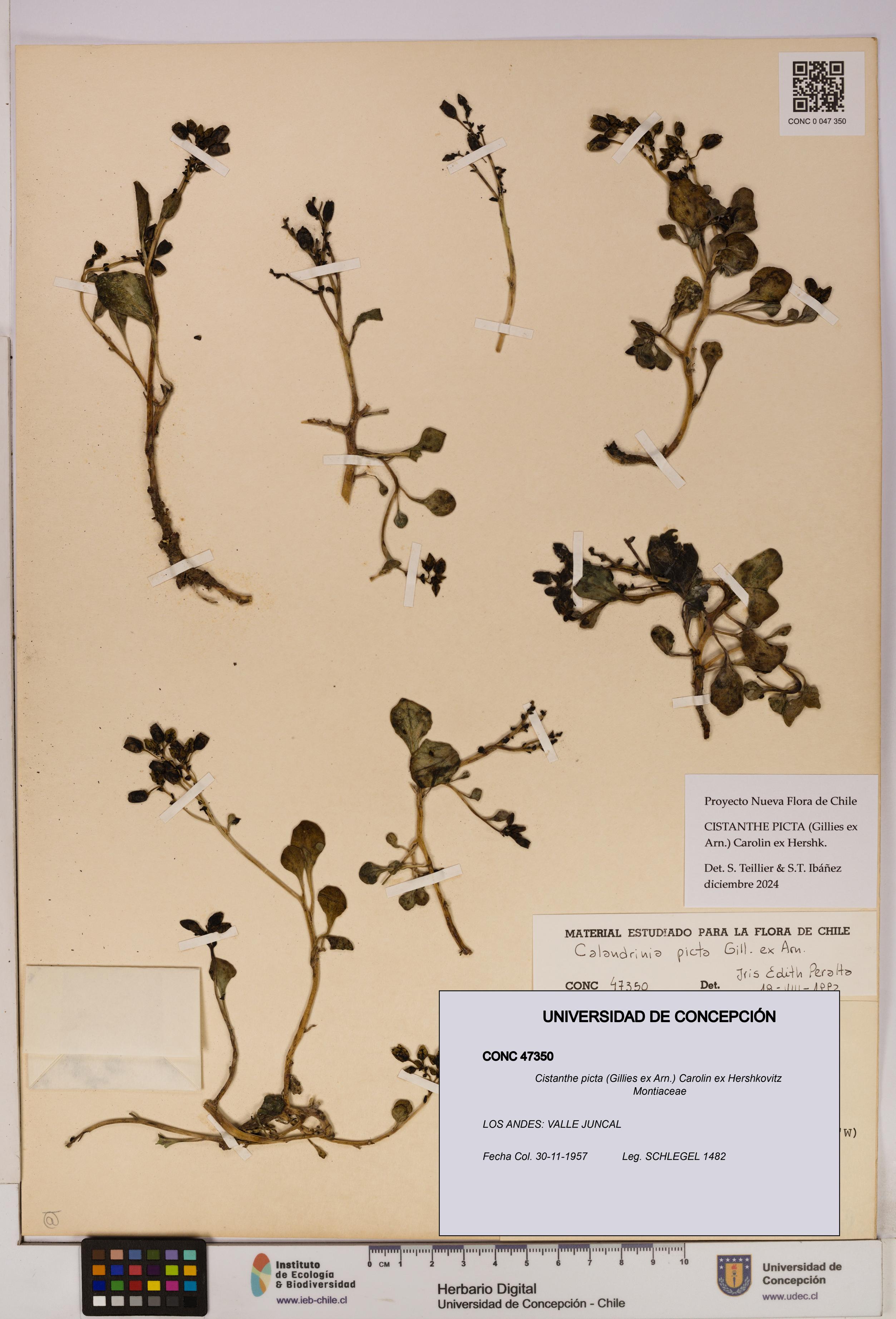 Cistanthe picta [Espécimen: UDEC:CONC:0047350]