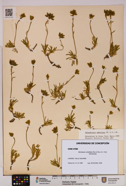 Montiopsis umbellata [Espécimen: UDEC:CONC:0047355]