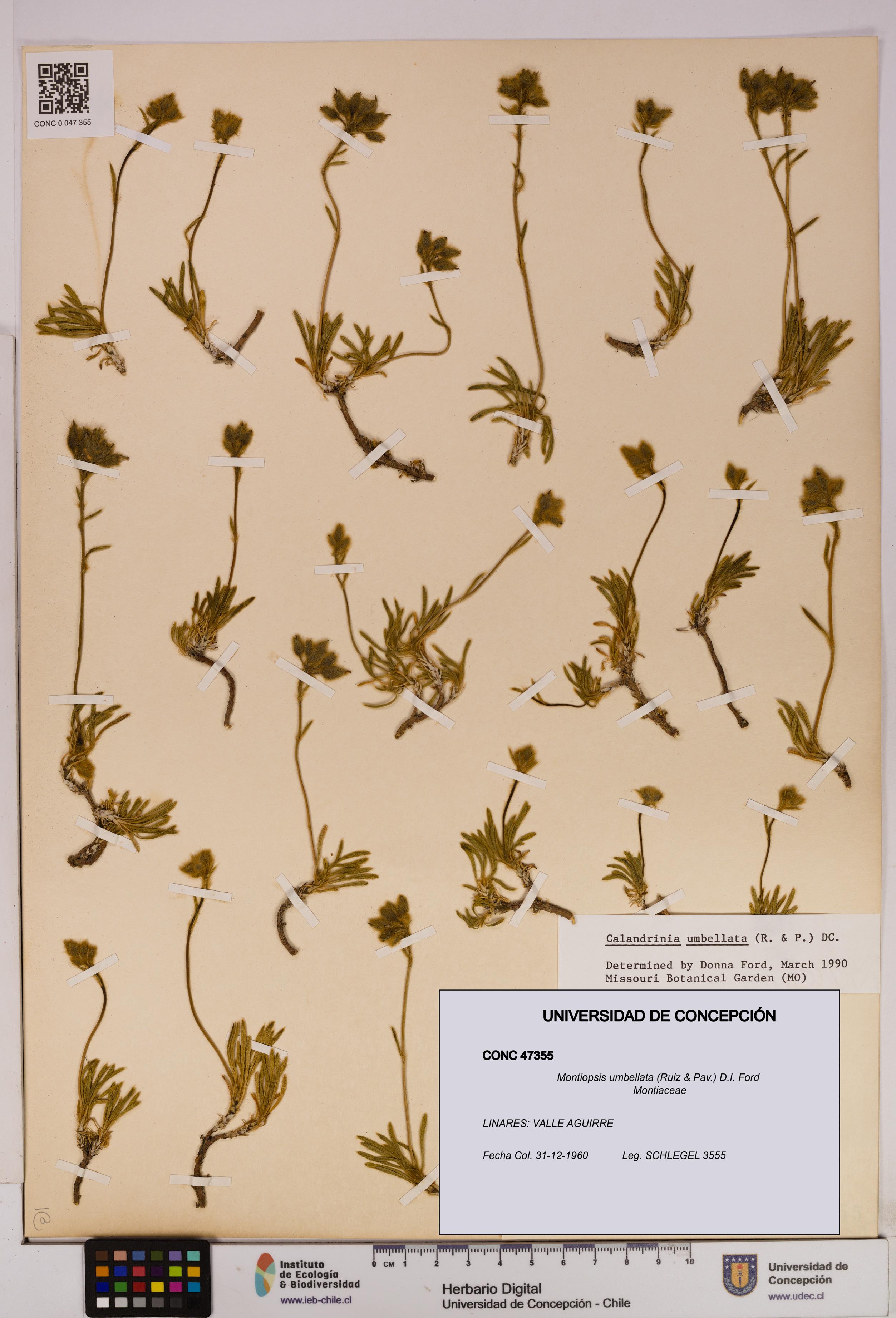 Montiopsis umbellata [Espécimen: UDEC:CONC:0047355]