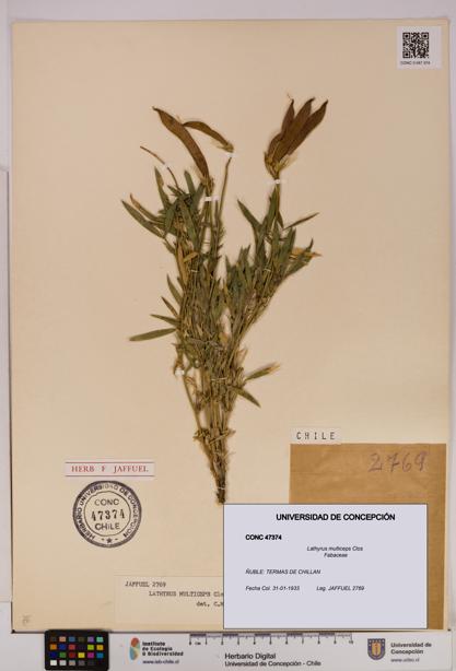 Lathyrus multiceps [Espécimen: UDEC:CONC:0047374]