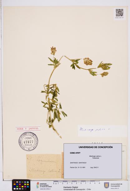Medicago sativa [Espécimen: ]
