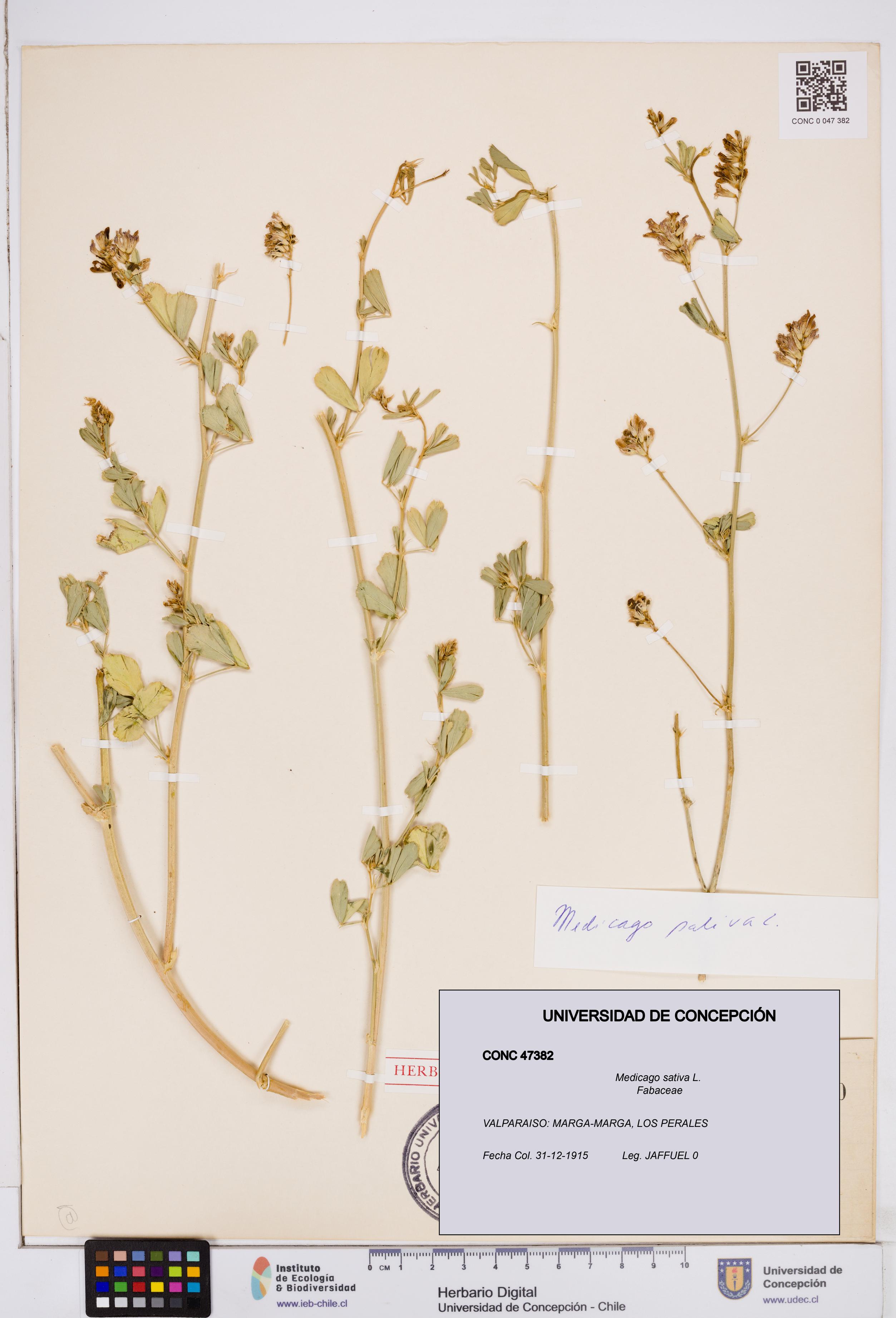 Medicago sativa [Espécimen: ]