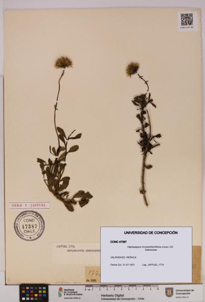 Haplopappus chrysanthemifolius [Espécimen: UDEC:CONC:0047387]