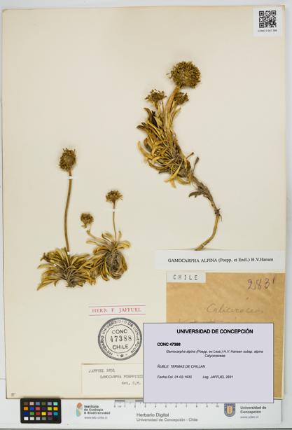 Gamocarpha alpina subsp. alpina [Espécimen: UDEC:CONC:0047388]
