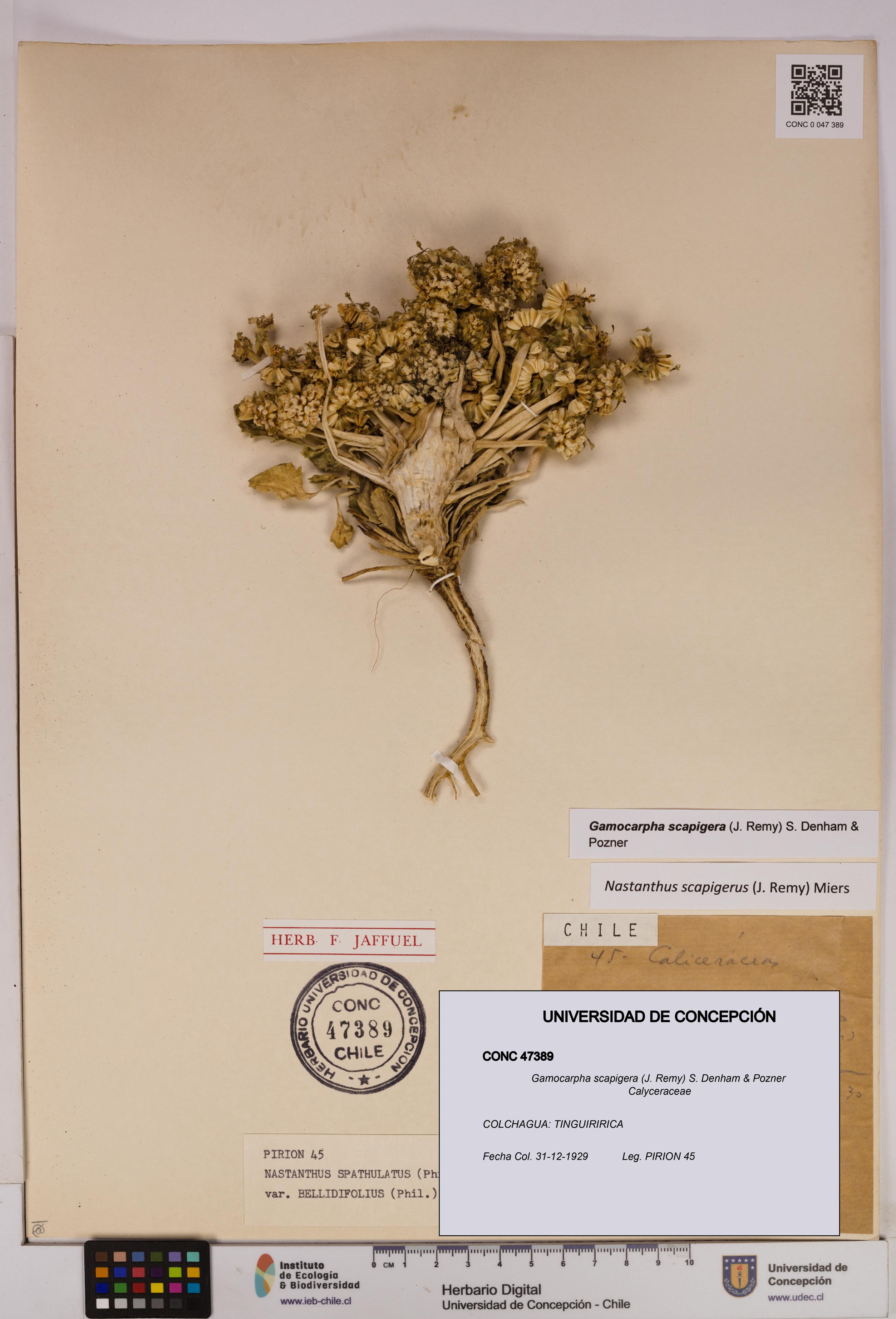 Gamocarpha scapigera [Espécimen: UDEC:CONC:0047389]