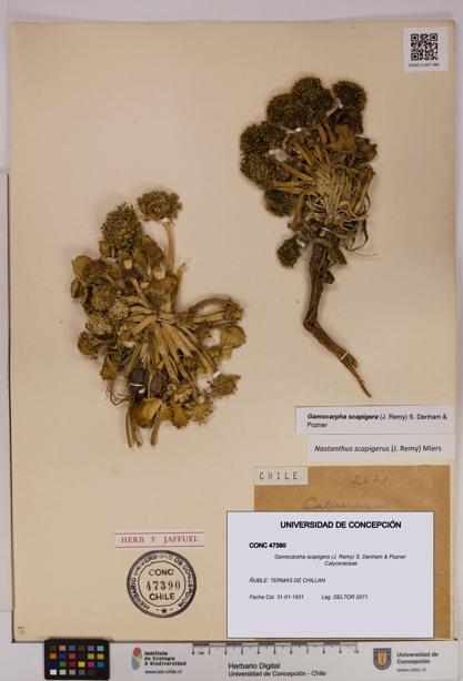 Gamocarpha scapigera [Espécimen: UDEC:CONC:0047390]