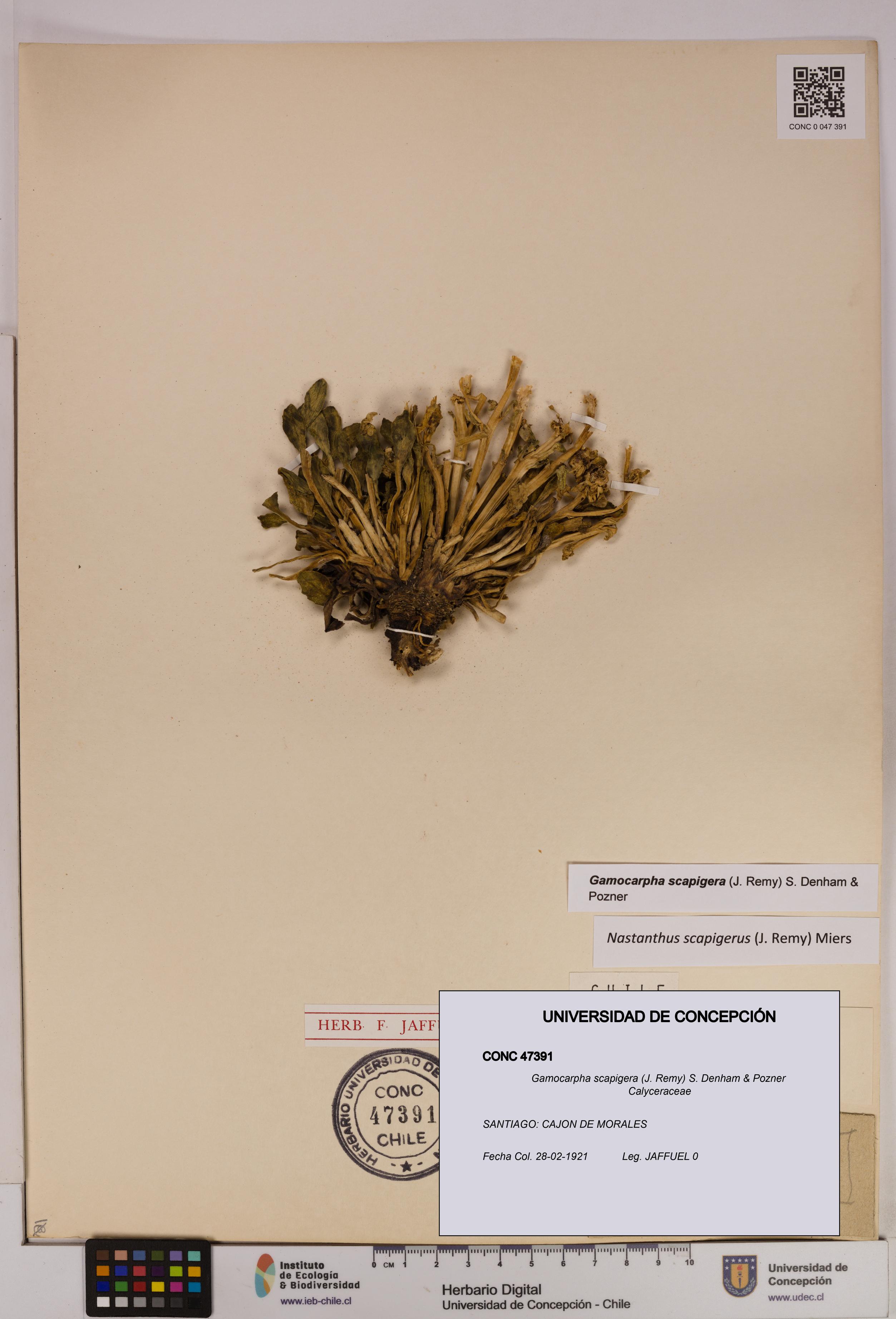 Gamocarpha scapigera [Espécimen: UDEC:CONC:0047391]
