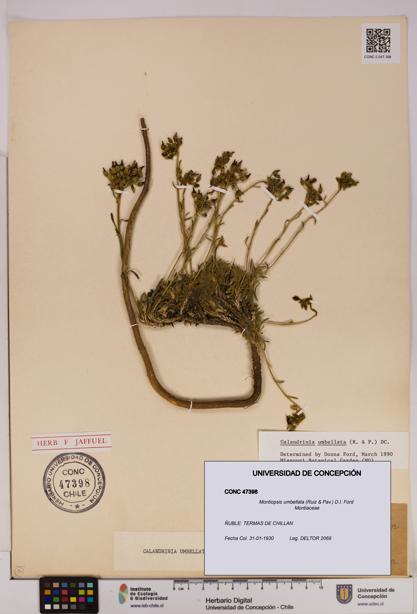 Montiopsis umbellata [Espécimen: UDEC:CONC:0047398]