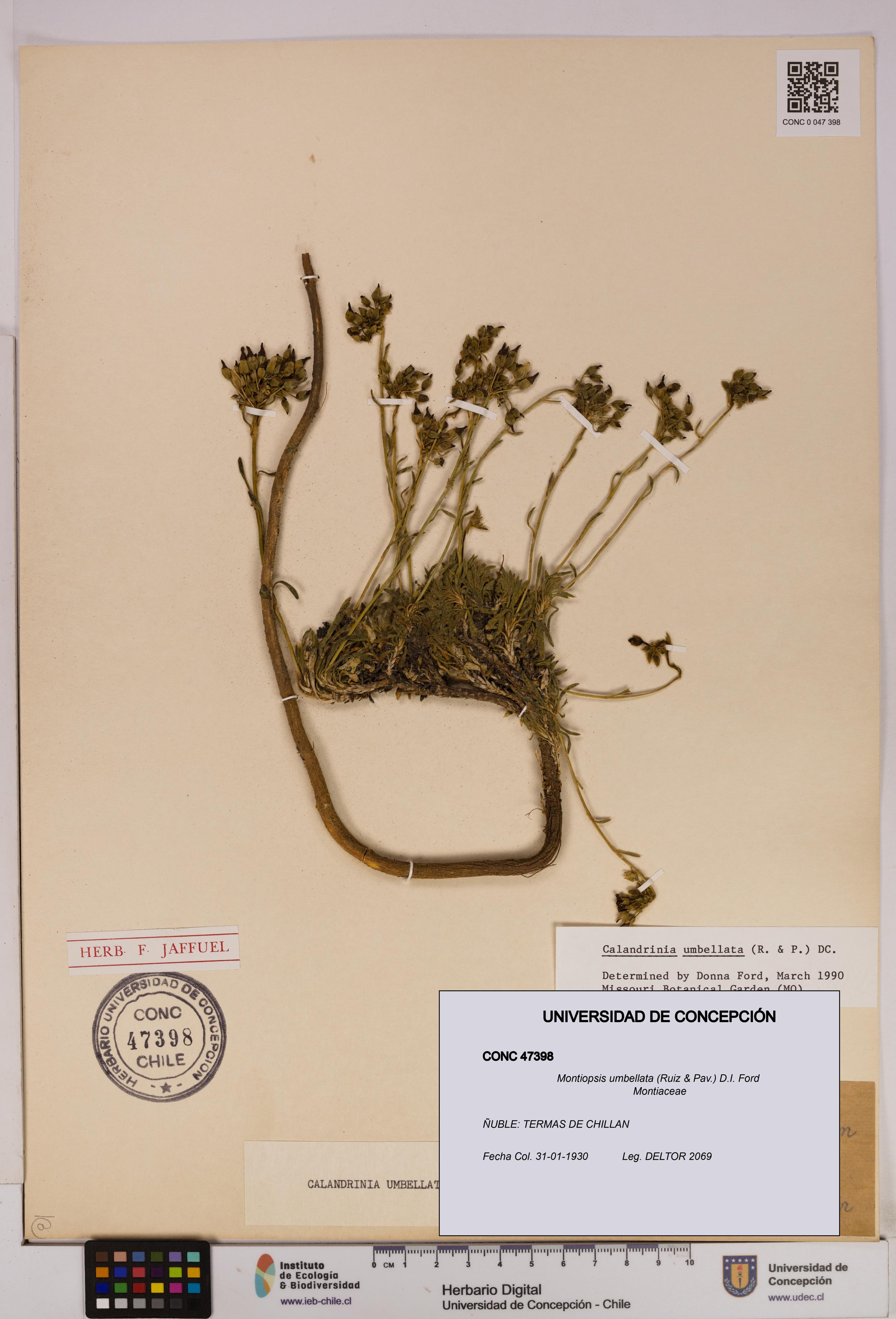 Montiopsis umbellata [Espécimen: UDEC:CONC:0047398]