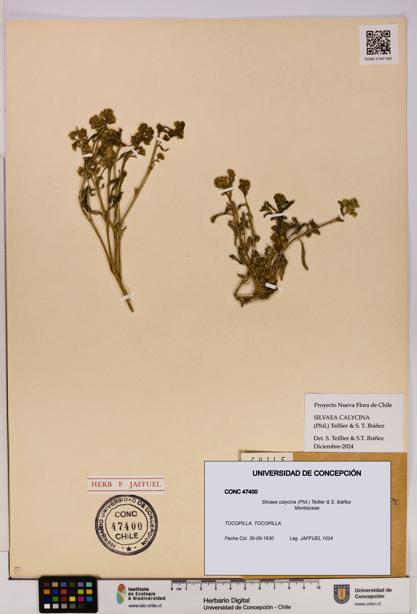 Silvaea calycina [Espécimen: UDEC:CONC:0047400]