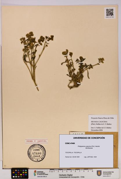 Philippiamra calycina [Espécimen: ]