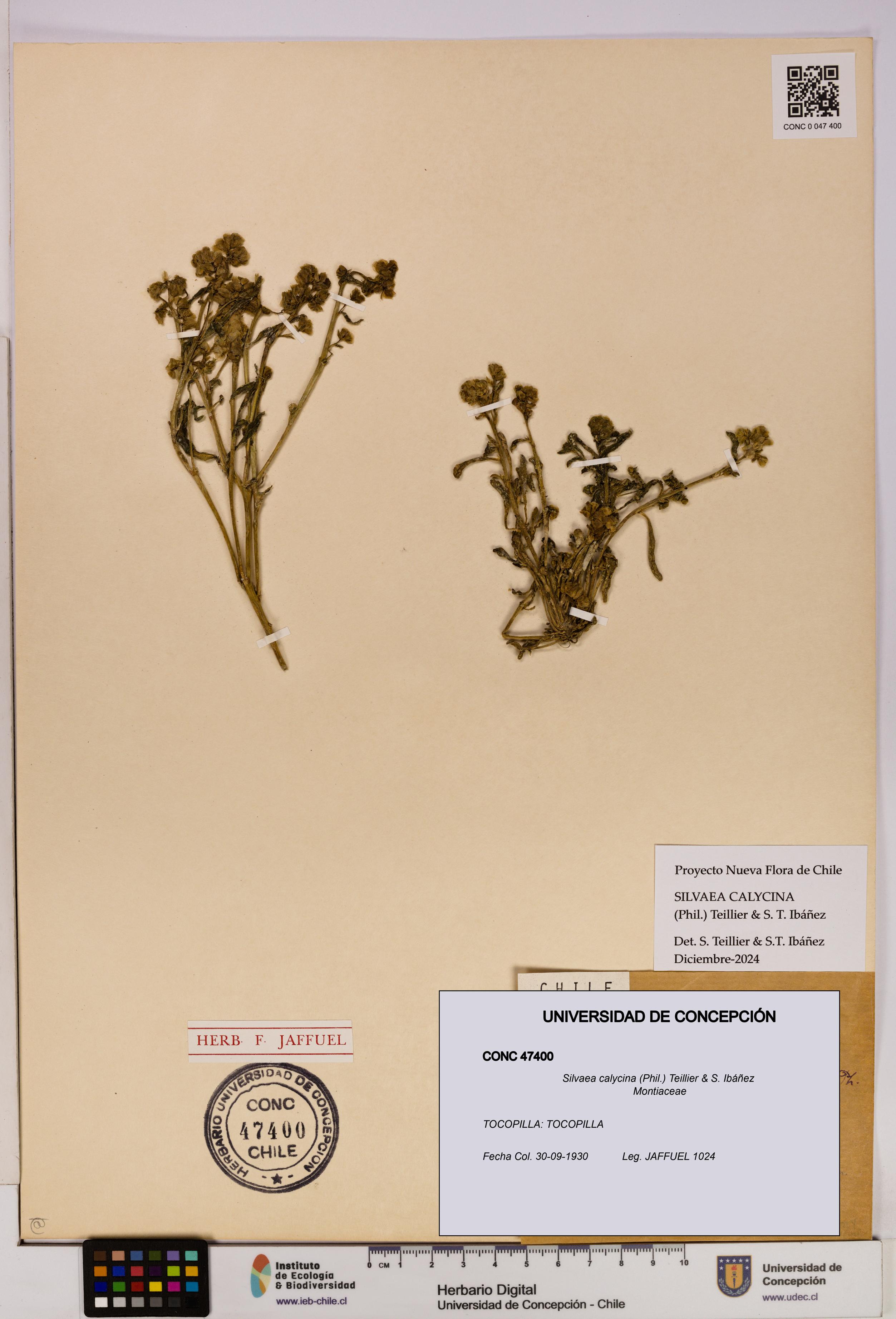 Silvaea calycina [Espécimen: UDEC:CONC:0047400]