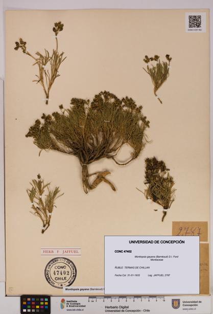 Montiopsis gayana [Espécimen: UDEC:CONC:0047402]