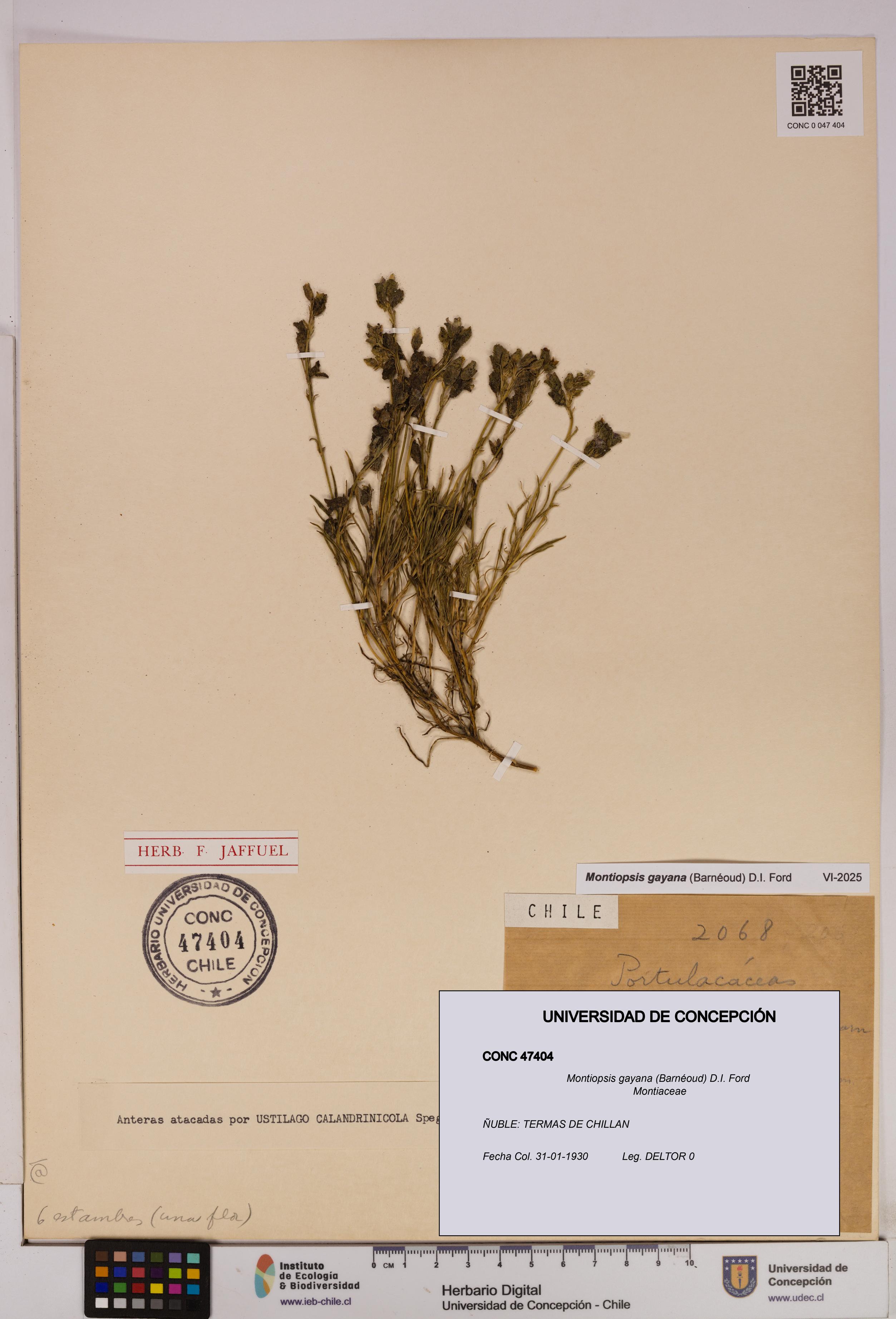 Montiopsis gayana [Espécimen: UDEC:CONC:0047404]