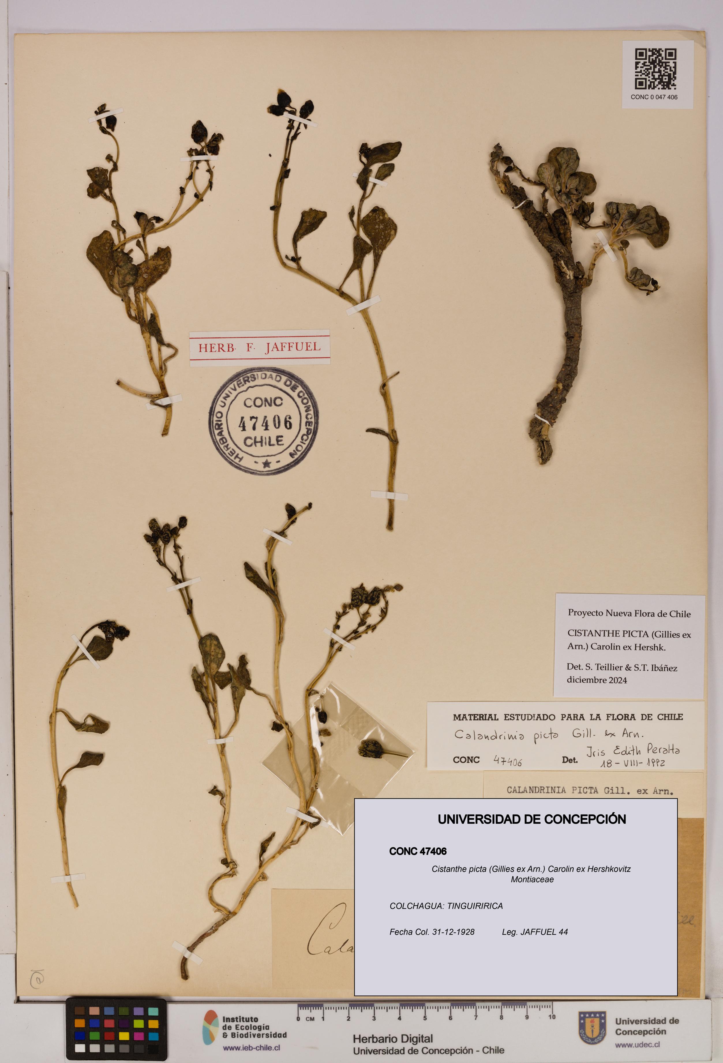 Cistanthe picta [Espécimen: UDEC:CONC:0047406]