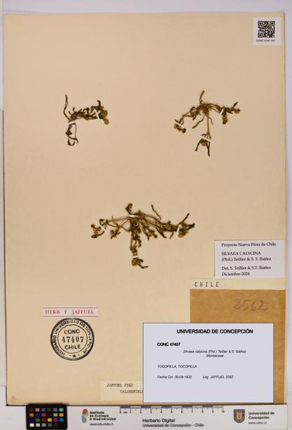 Silvaea calycina [Espécimen: UDEC:CONC:0047407]