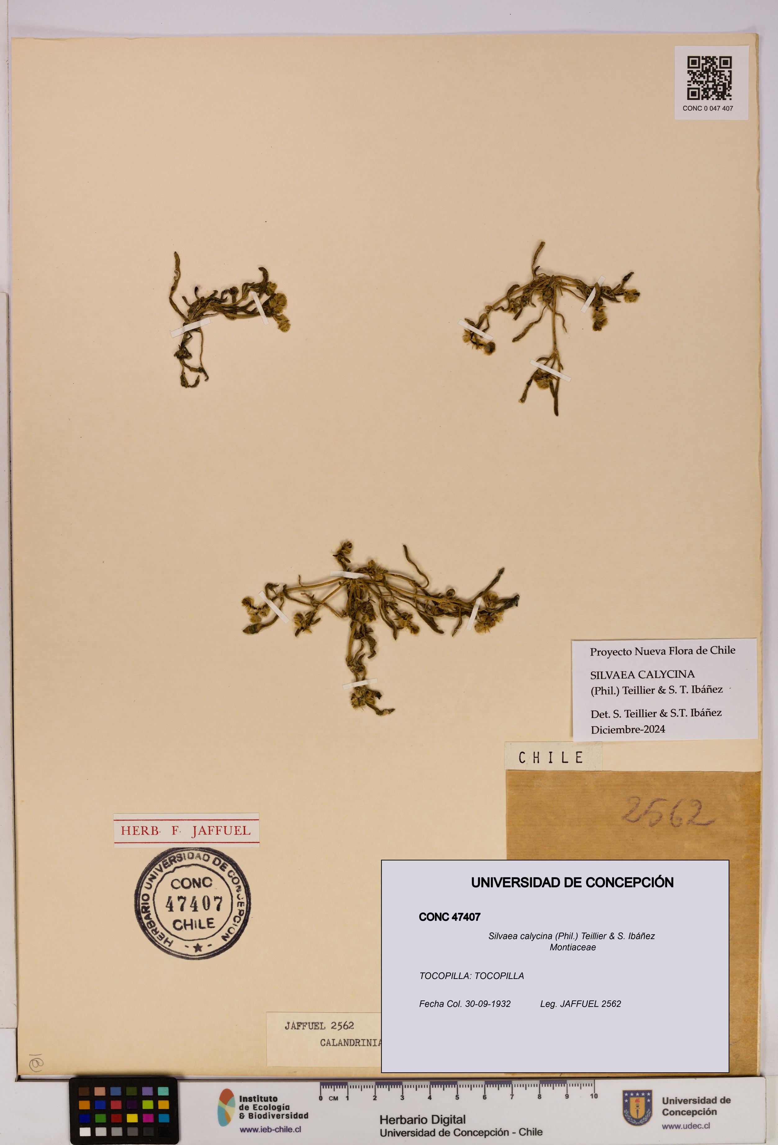 Silvaea calycina [Espécimen: UDEC:CONC:0047407]