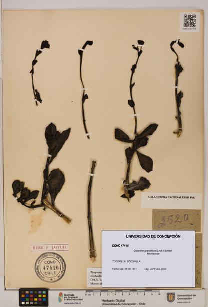 Cistanthe grandiflora [Espécimen: UDEC:CONC:0047410]