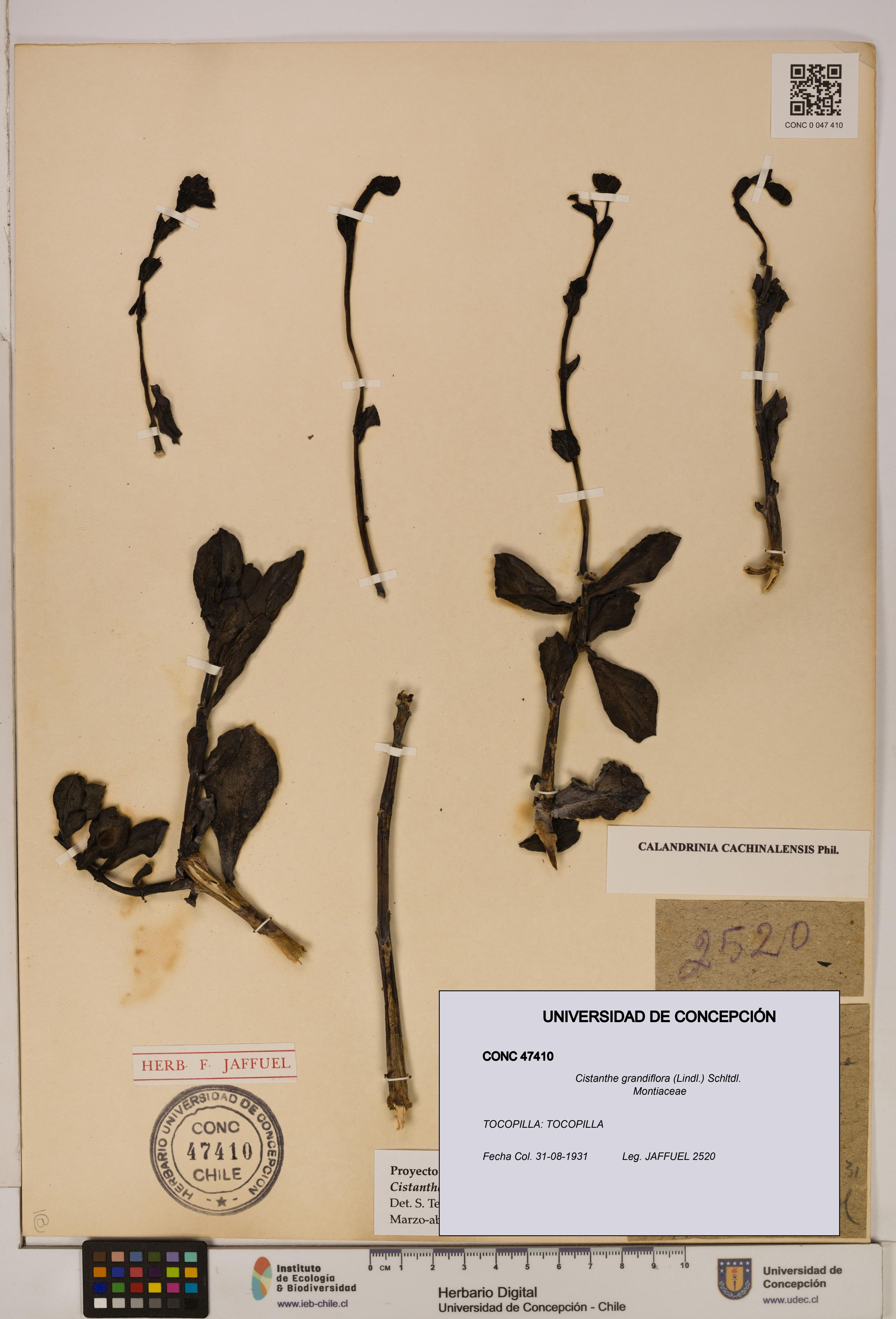 Cistanthe grandiflora [Espécimen: UDEC:CONC:0047410]