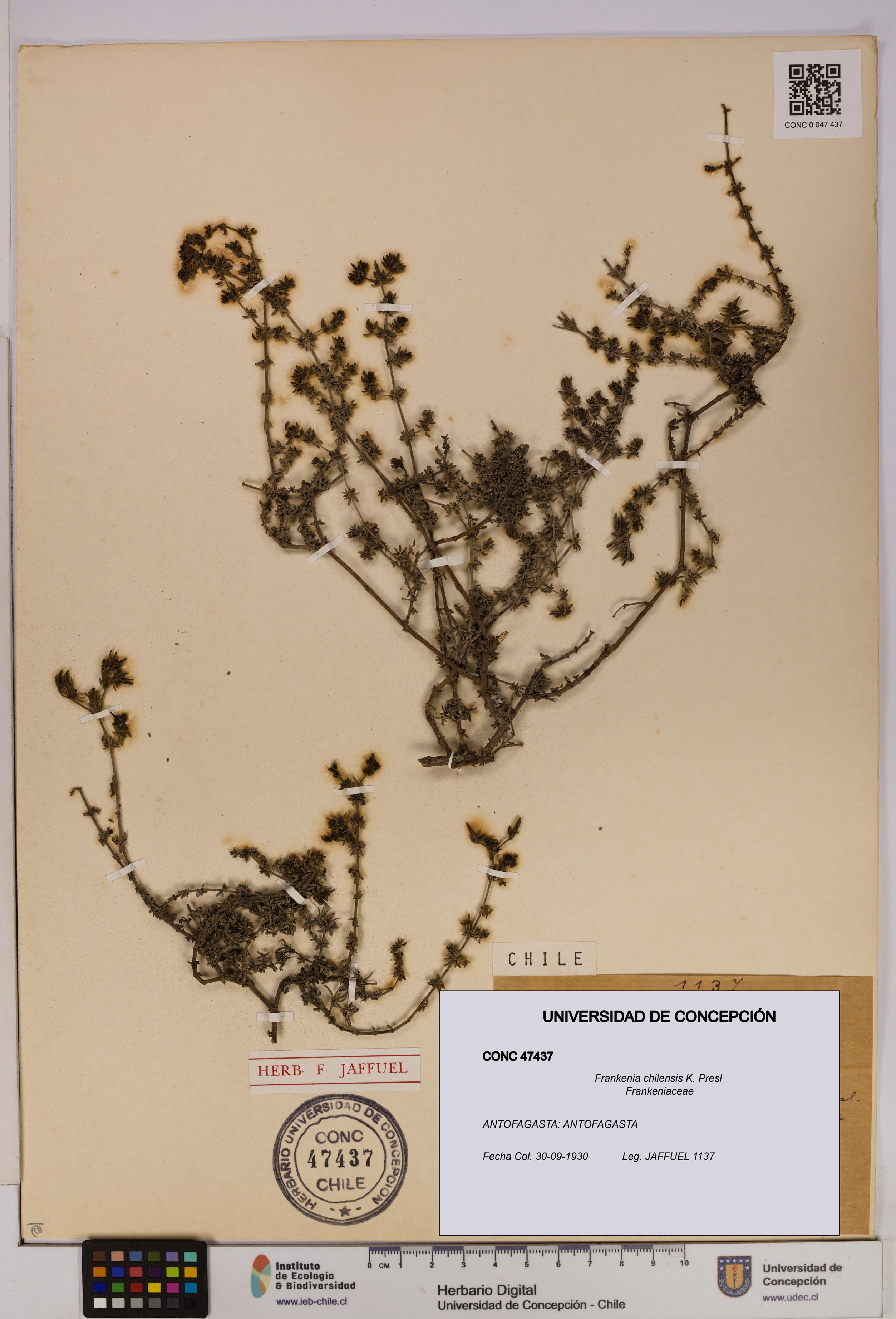 Frankenia chilensis [Espécimen: UDEC:CONC:0047437]
