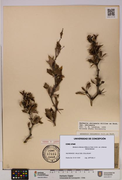 Berberis chilensis var. chilensis [Espécimen: UDEC:CONC:0047445]