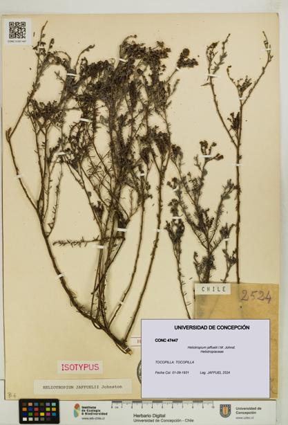 Heliotropium jaffuelii [Espécimen: UDEC:CONC:0047447]