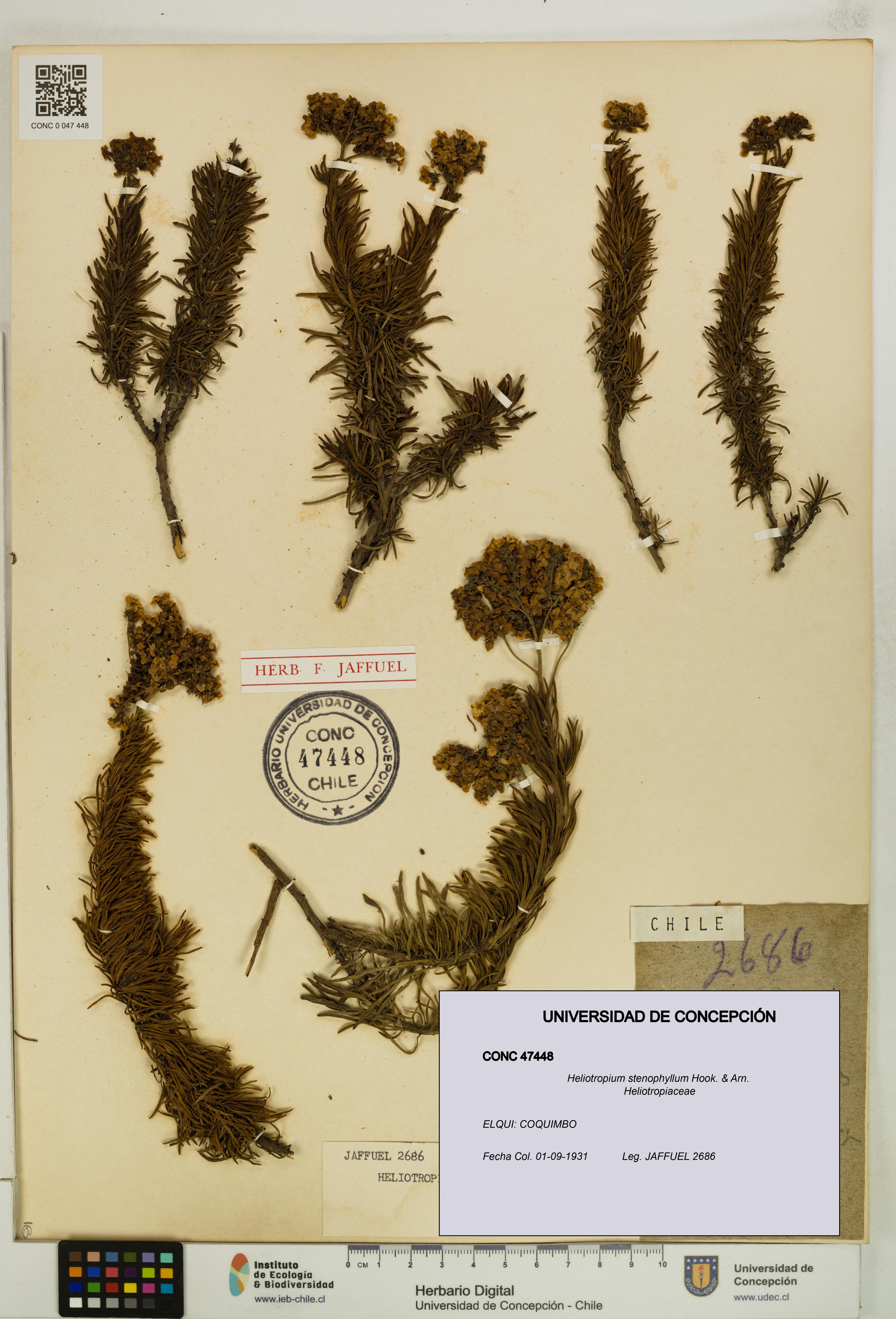 Heliotropium stenophyllum [Espécimen: UDEC:CONC:0047448]