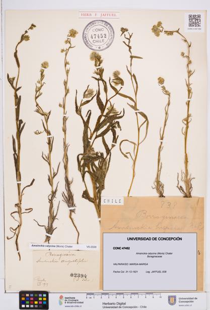 Amsinckia calycina [Espécimen: ]