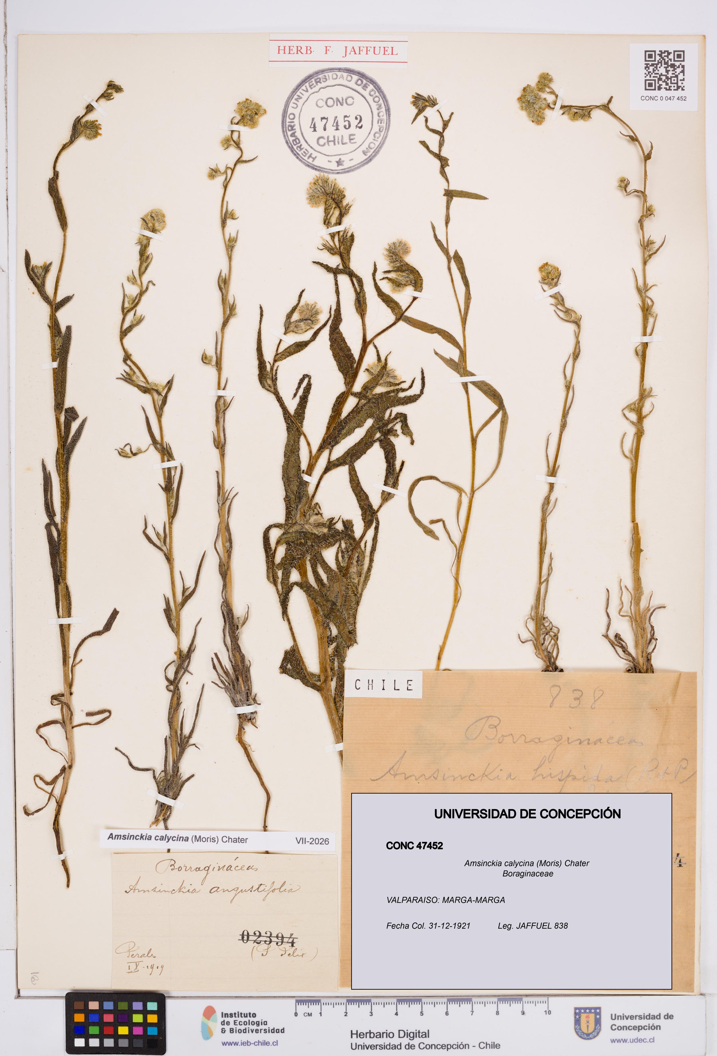 Amsinckia calycina [Espécimen: ]