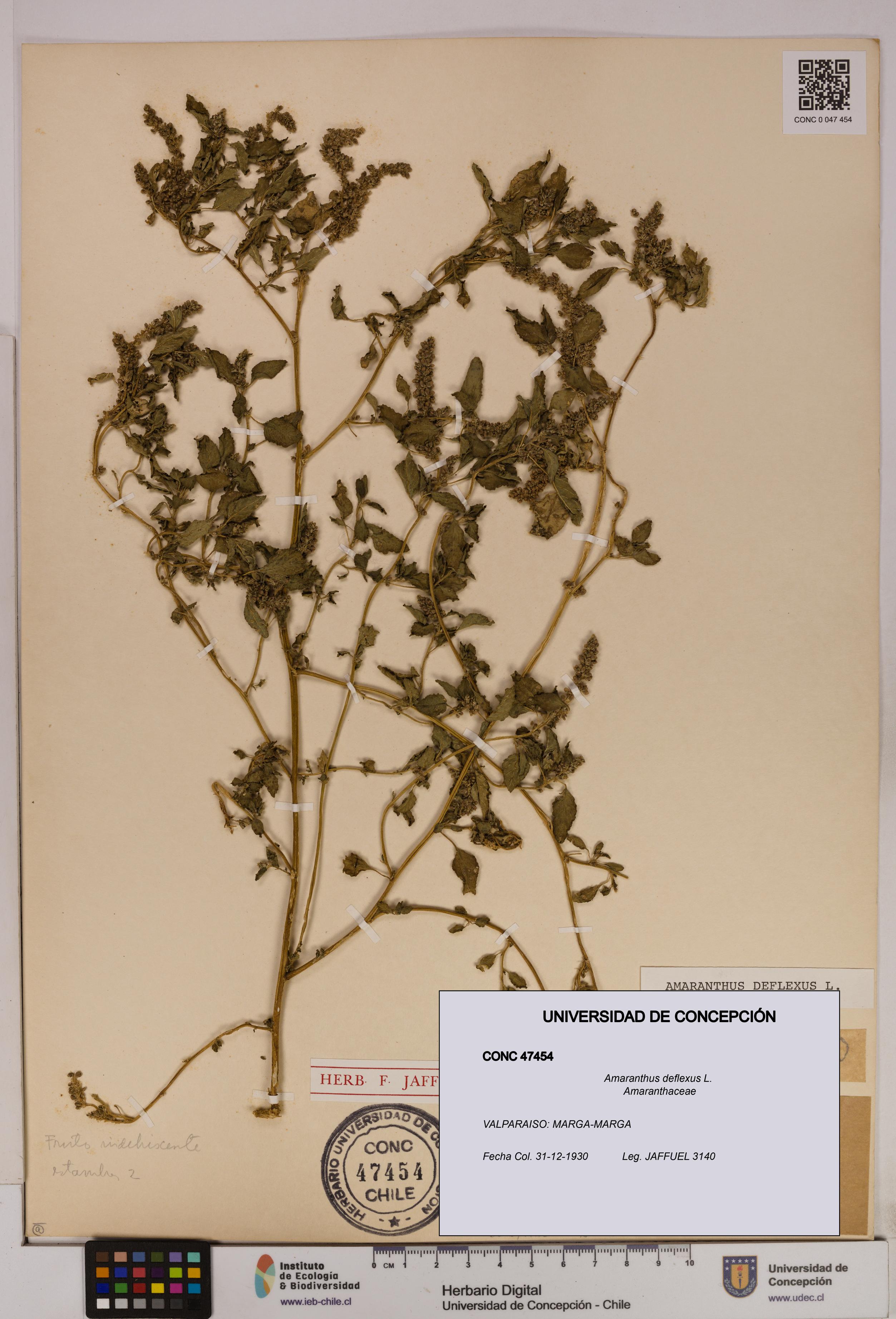 Amaranthus deflexus [Espécimen: UDEC:CONC:0047454]