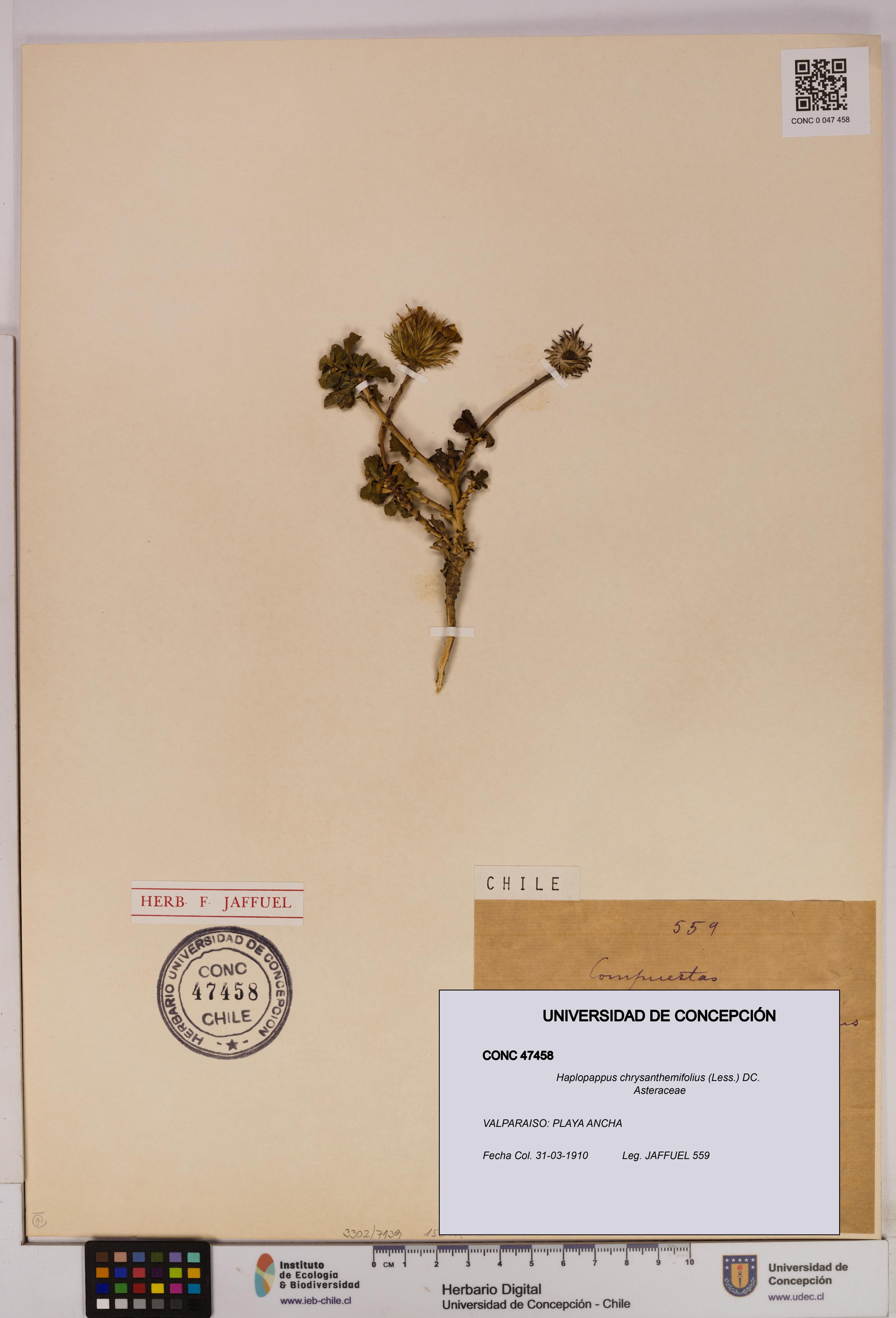 Haplopappus chrysanthemifolius [Espécimen: UDEC:CONC:0047458]