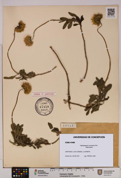 Haplopappus uncinatus [Espécimen: UDEC:CONC:0047459]