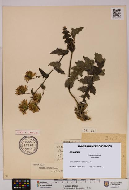 Perezia nutans [Espécimen: UDEC:CONC:0047461]