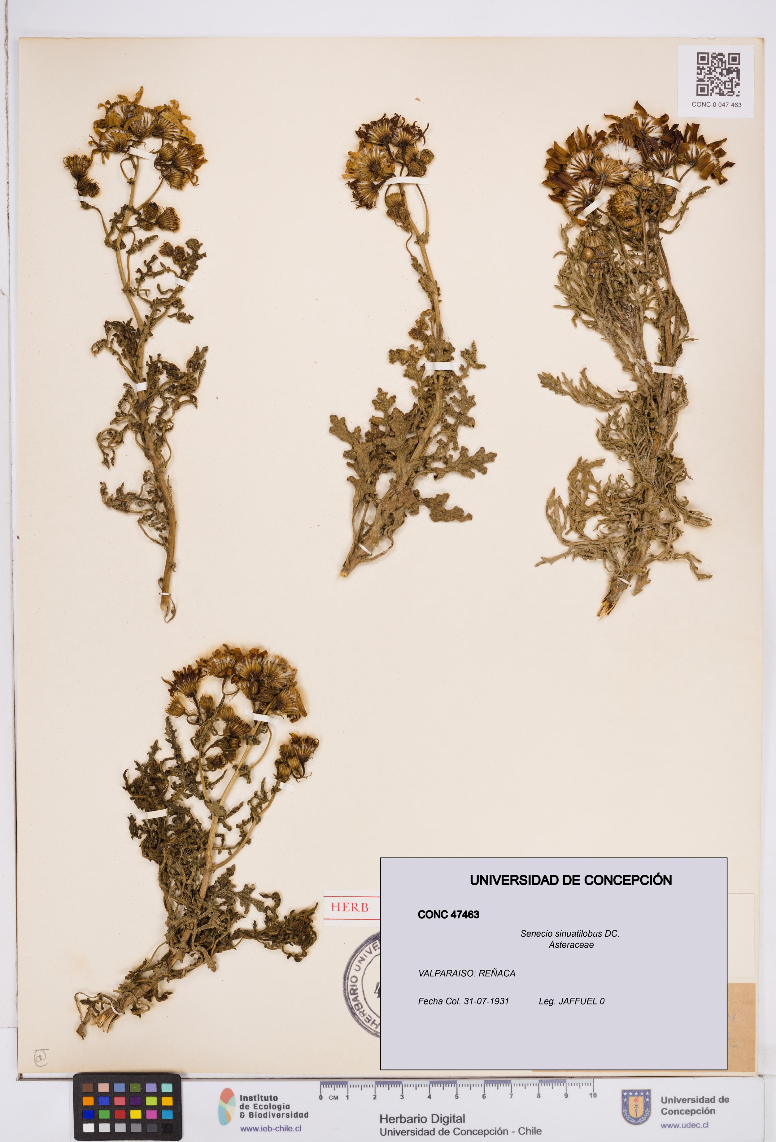 Senecio sinuatilobus [Espécimen: ]
