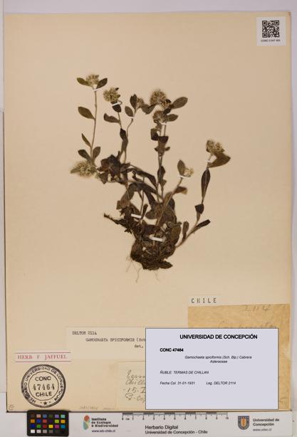 Gamochaeta spiciformis [Espécimen: UDEC:CONC:0047464]